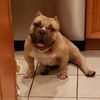 bullybreed666